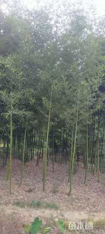 地栽苗雷竹