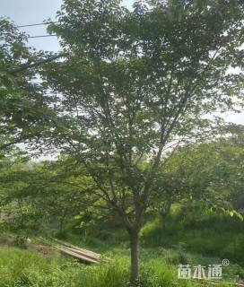 7公分染井吉野樱