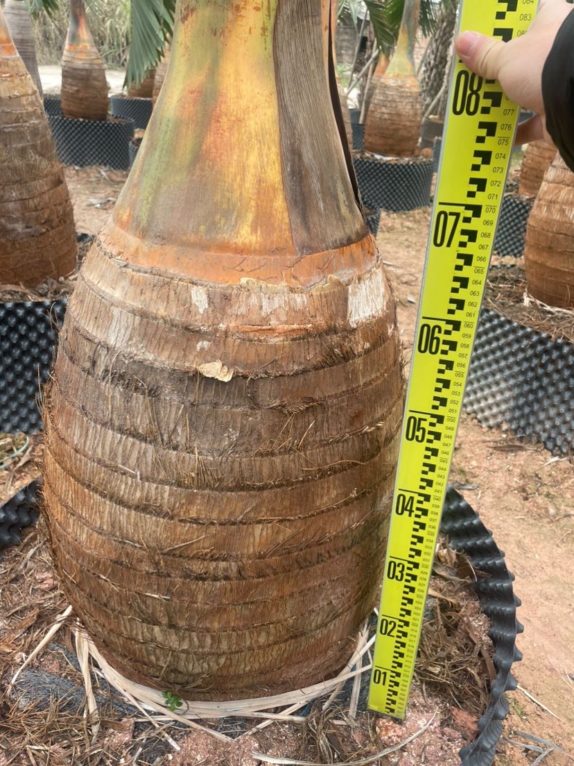 裸干高80厘米酒瓶椰子
