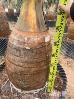 裸干高80厘米酒瓶椰子