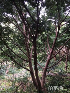 高度200厘米矮紫杉