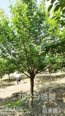 12公分日本晚樱