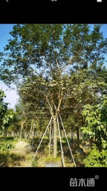 15公分黄花风铃木