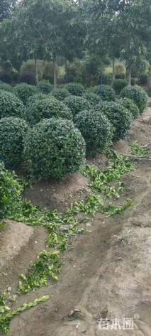 冠幅180厘米无刺枸骨球