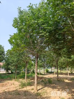 17公分秋紫白蜡