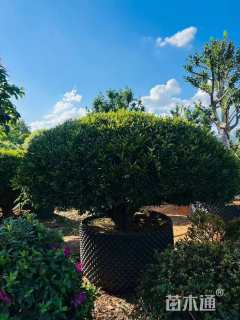 冠幅100厘米雀舌黄杨球