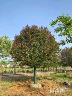 18公分绚丽海棠