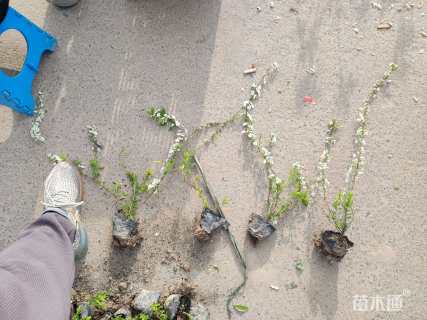 高度40厘米喷雪花