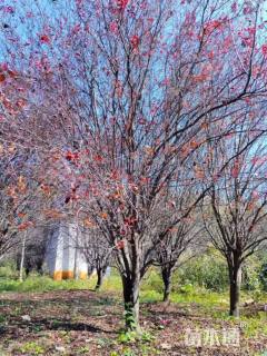 高度400厘米丛生紫叶李