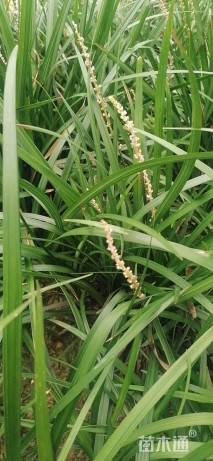 高度25厘米兰花