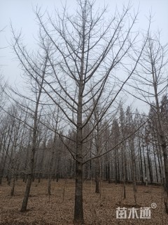 银杏