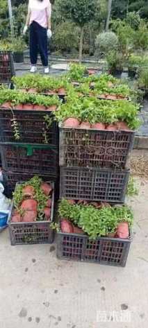 高度15厘米薄荷