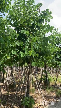 高度4.5厘米紫荆