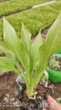 高度10厘米紫花玉簪