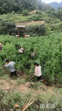 高度100厘米油松