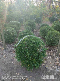 冠幅100厘米大叶黄杨球