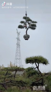 10公分平顶松