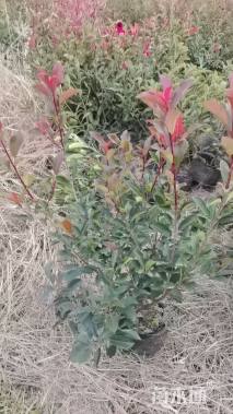50公分红叶石楠