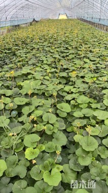 高度28厘米大吴风草