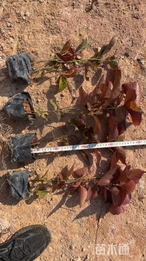 高度25厘米红桑