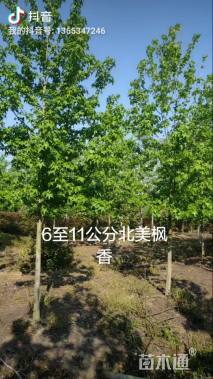 9公分北美枫香
