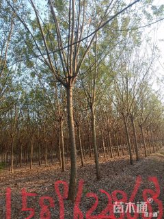 12公分国槐