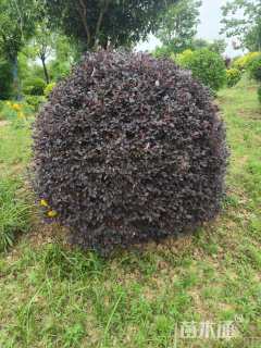 冠幅150厘米红花继木球