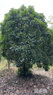 15公分椤木石楠