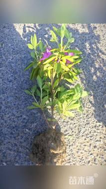 高度25厘米毛鹃小苗