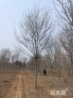 15公分朴树