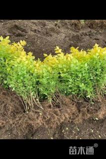 高度40厘米金叶女贞小苗