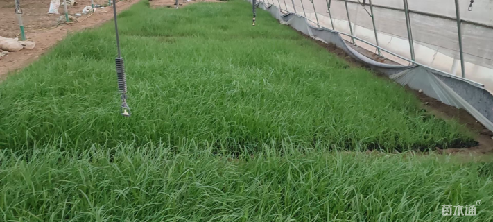 高度15厘米柳枝稷