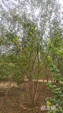 高度600厘米丛生五角枫