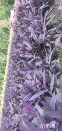 高度25厘米紫罗兰