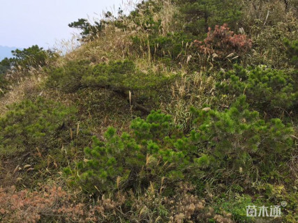 高度300厘米黑松