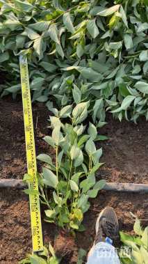 高度40厘米红瑞木