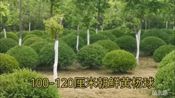 高度40厘米矮紫杉