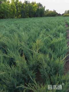 高度40厘米沙地柏