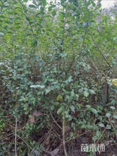 高度50厘米小叶女贞