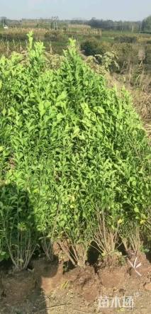 冠幅60厘米大叶黄杨球