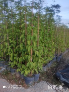 主蔓长30厘米炮仗花