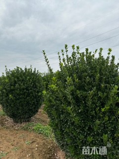 冠幅190厘米大叶黄杨球