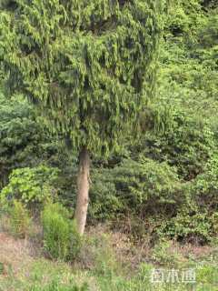 高度1200厘米柏树