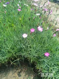 高度10厘米地被石竹