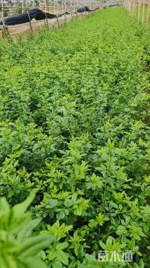 高度30厘米迎春花