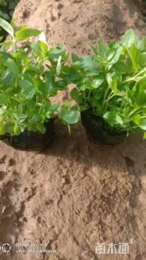 高度7厘米千屈菜