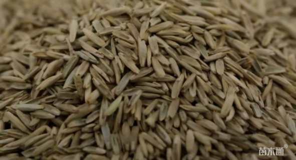 高羊茅高羊茅种子