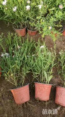 高度20厘米紫菀