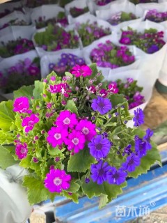 高度30厘米瓜叶菊