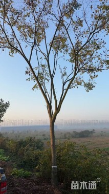 15公分栾树